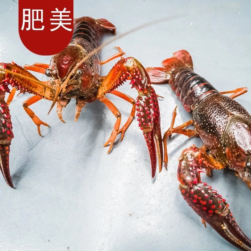 湖北清水养殖小龙虾淡水油焖，蒜蓉，十三香，麻辣香辣小龙虾