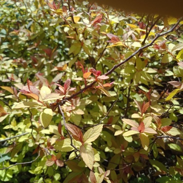 金焰绣线菊绿化苗木花灌木