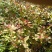 金焰绣线菊绿化苗木花灌木