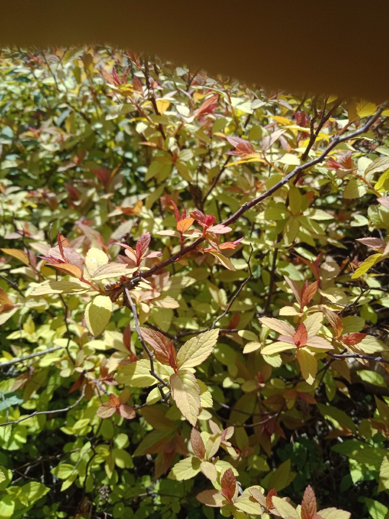 金焰绣线菊绿化苗木花灌木