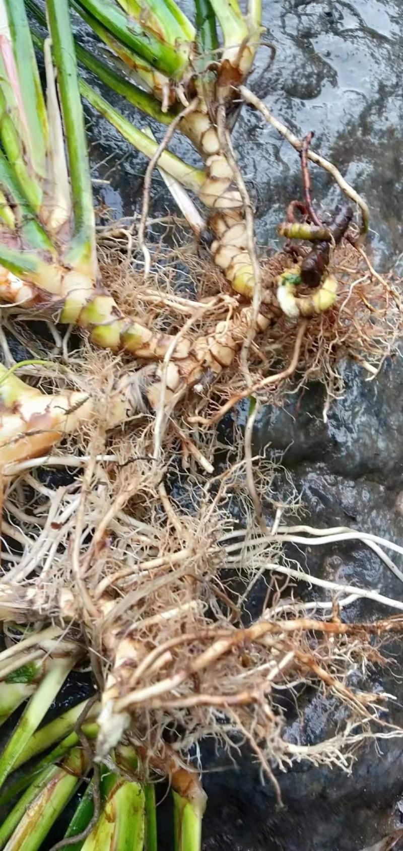 石菖蒲大量上市欢迎大家前来选购！质量保证量大从优！