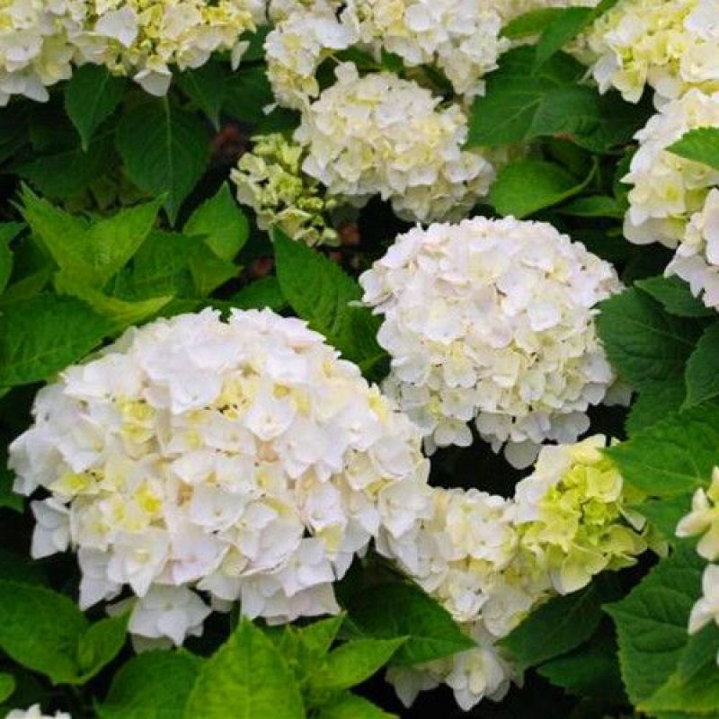 绣球花苗无尽夏绣球花苗颜色多地苗杯苗盆栽
