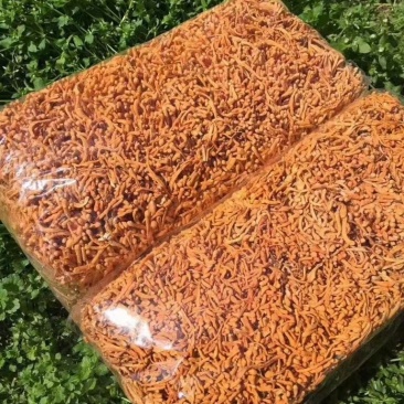 虫草花东北干货炒菜煲汤2斤起包邮量大从优