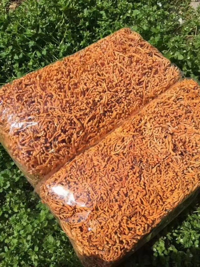 虫草花东北干货炒菜煲汤2斤起包邮量大从优