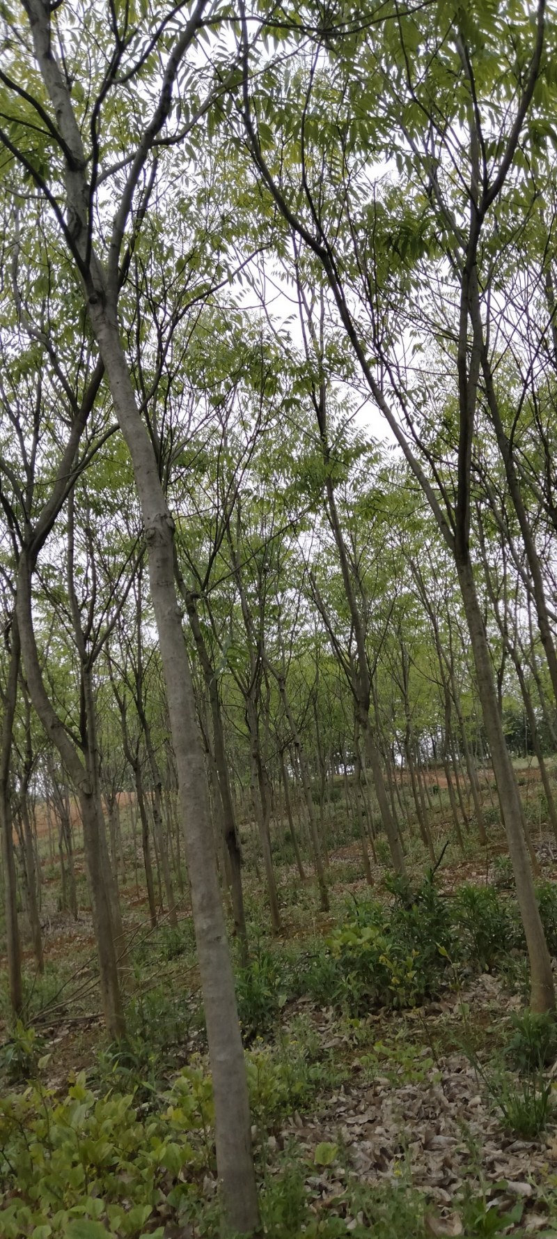 无患子江西无患子大量供应