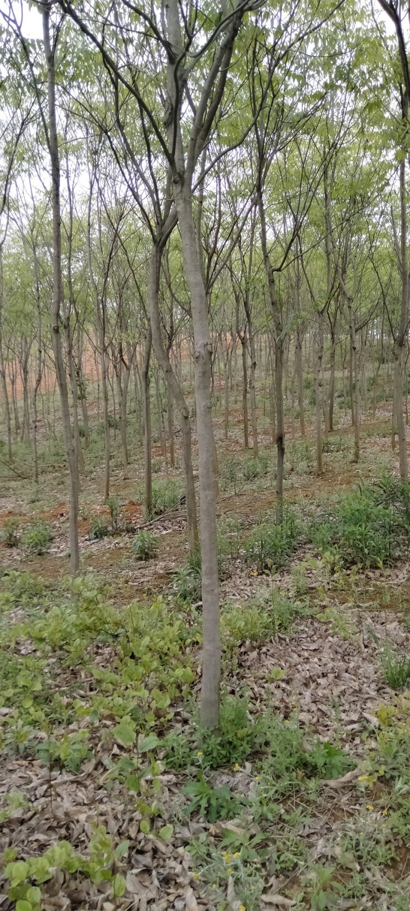 无患子江西无患子大量供应