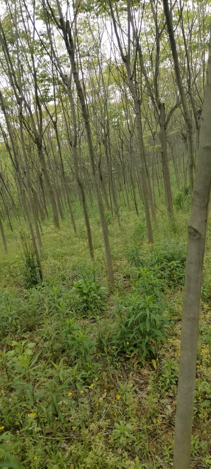 无患子江西无患子大量供应