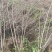 美国红花紫薇丛生红火箭红火球基地批发品种