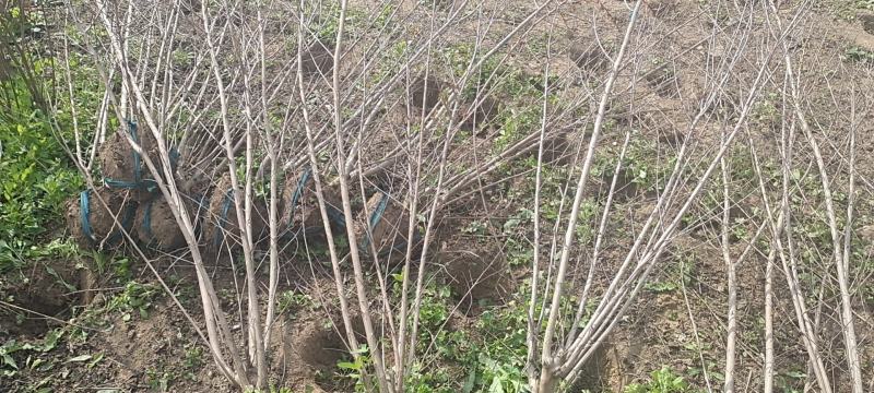 美国红花紫薇丛生红火箭红火球基地批发品种