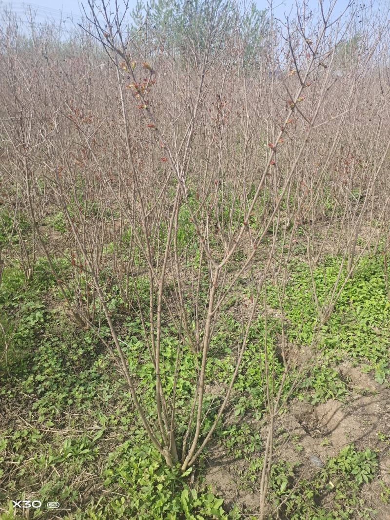 美国红花紫薇丛生红火箭红火球基地批发品种