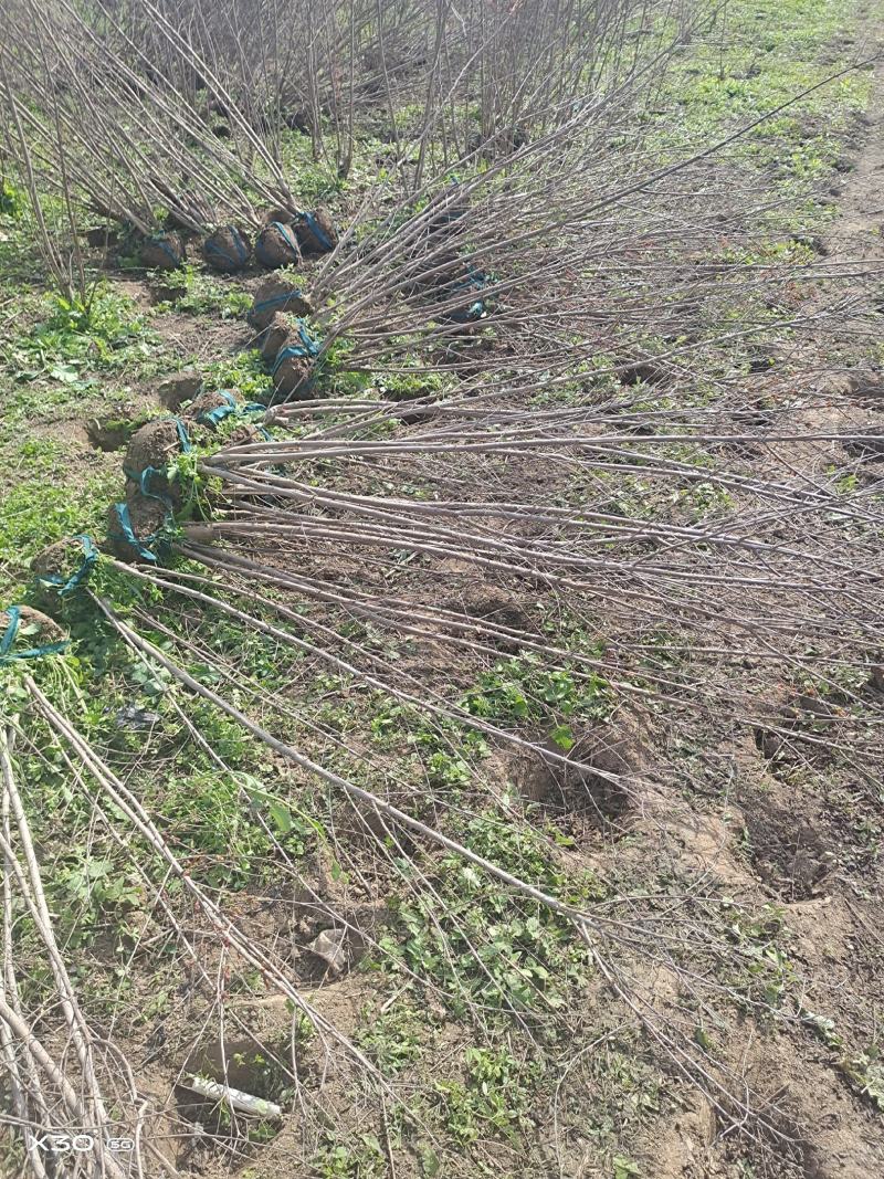 美国红花紫薇丛生红火箭红火球基地批发品种