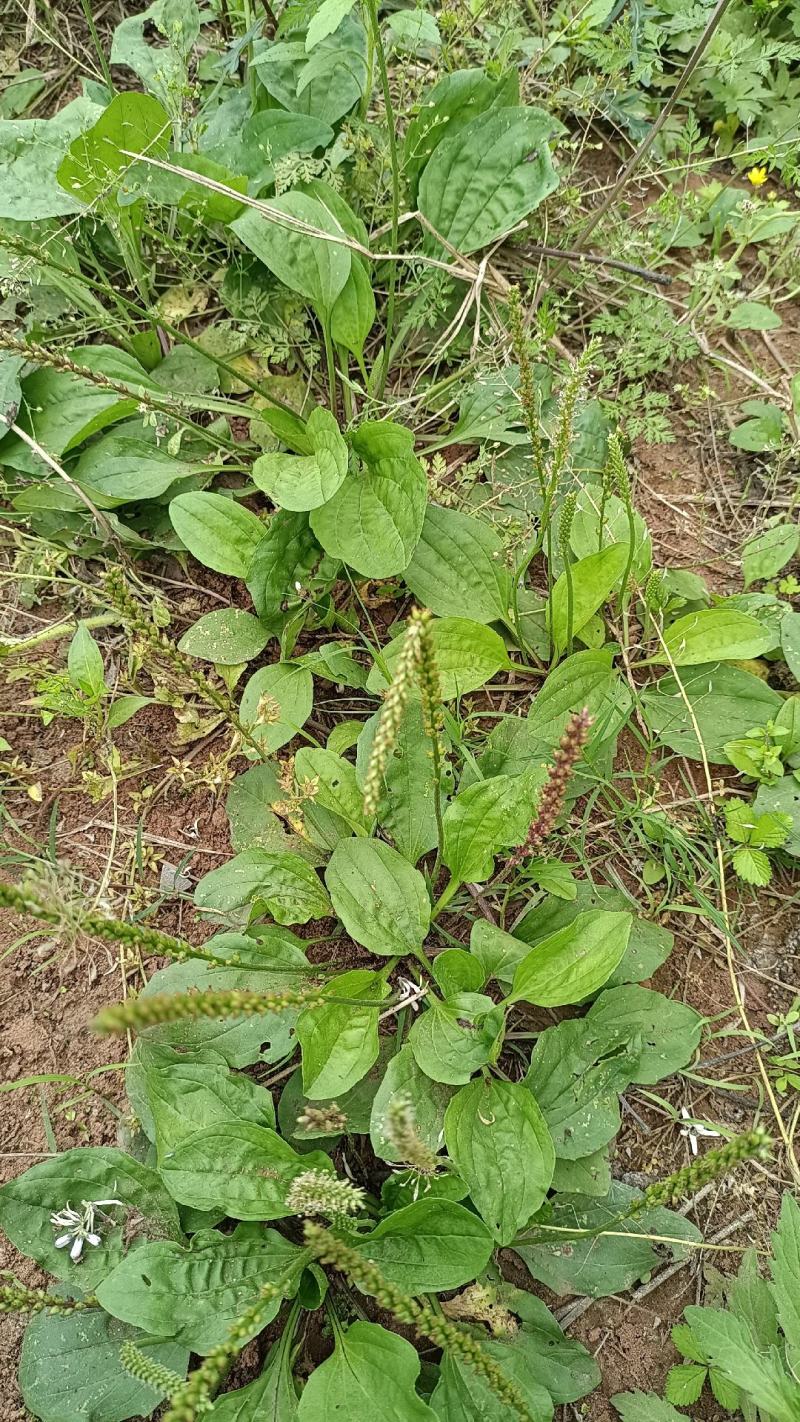 野生车前草，现挖发货，一手货源。