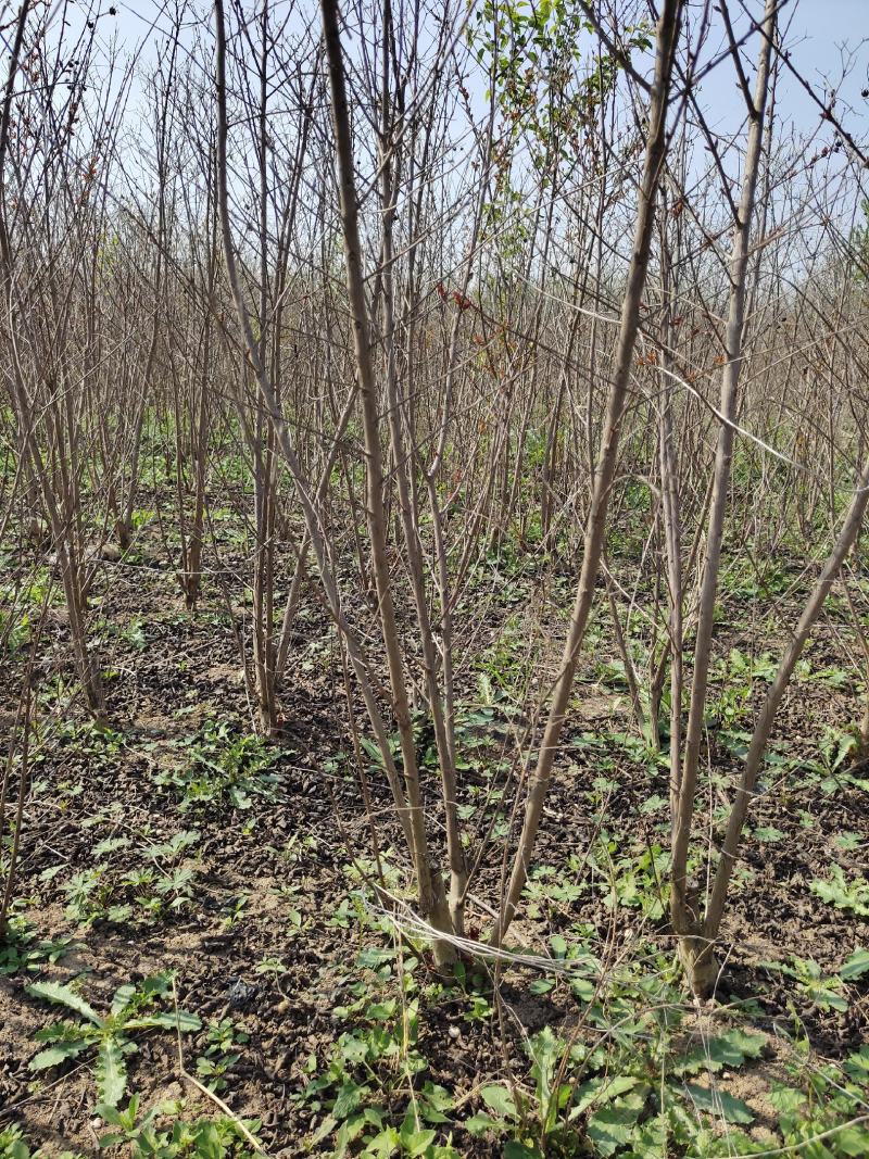 农户现挖现卖丛生紫薇红火箭