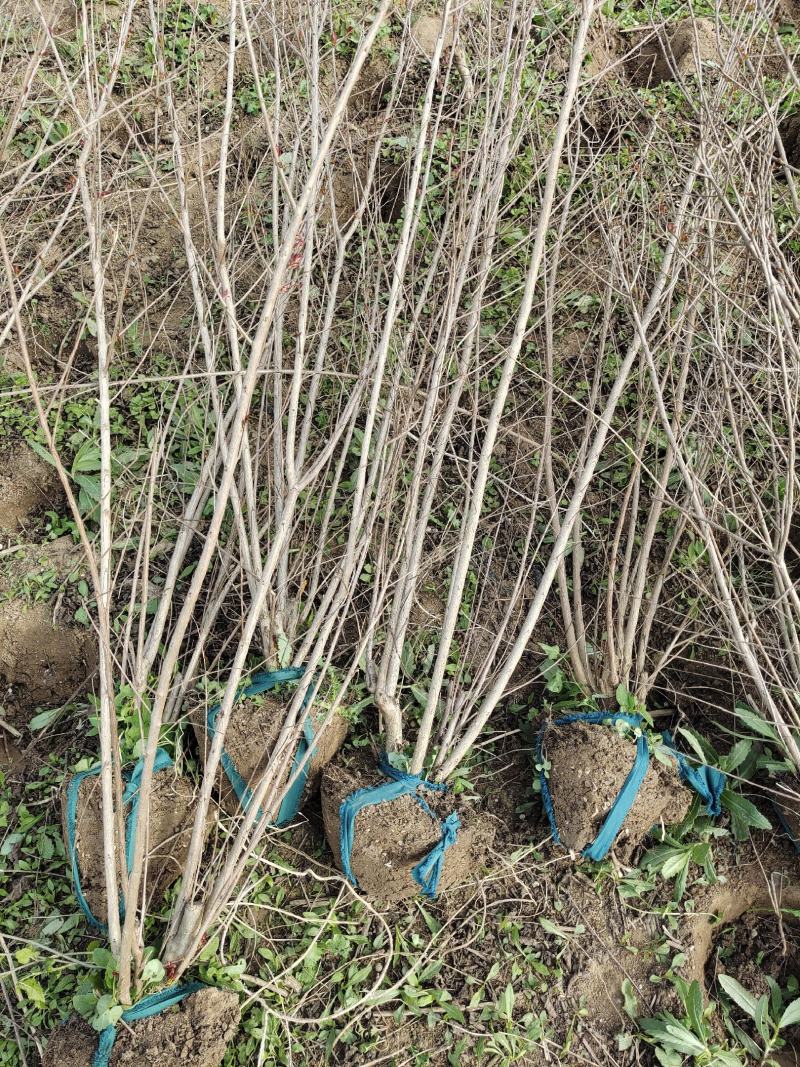 农户现挖现卖丛生紫薇红火箭