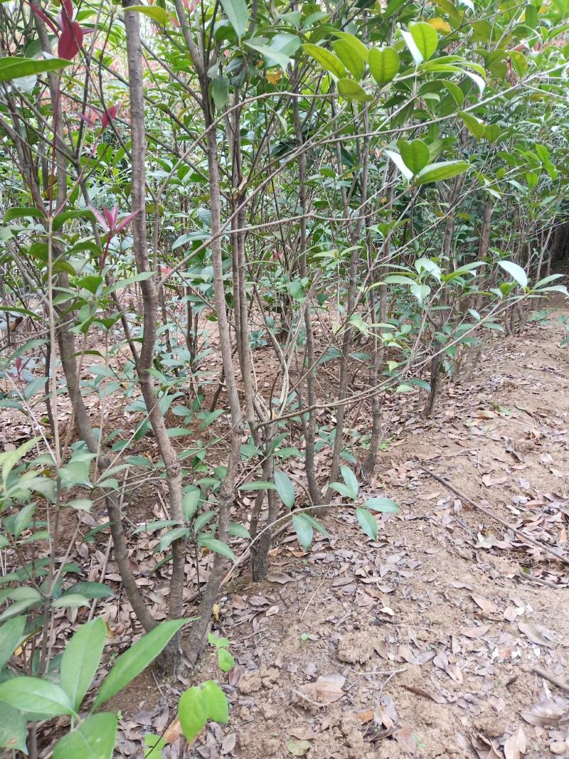 红叶石楠