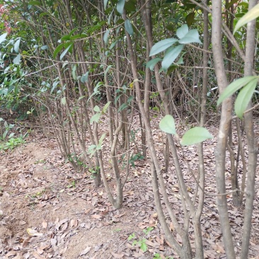 红叶石楠