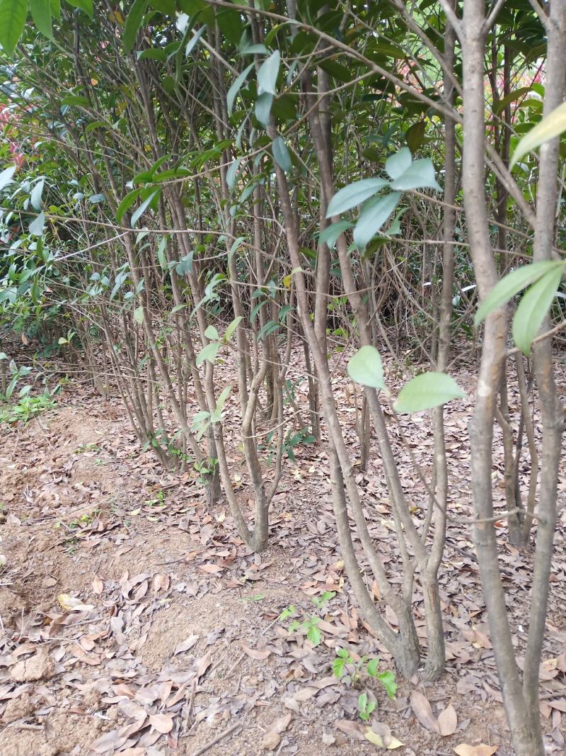 红叶石楠