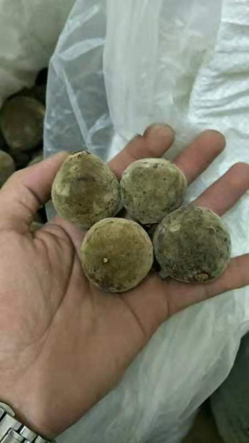 橘红，正宗化州橘红