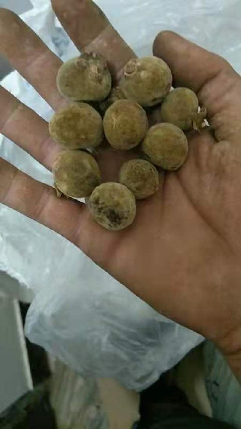 橘红，正宗化州橘红