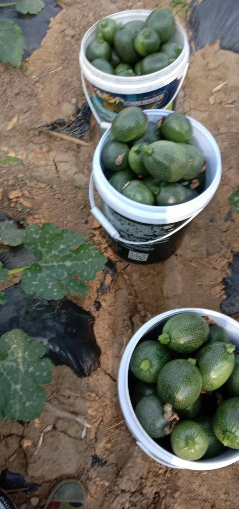 昆明大量露天小瓜出售