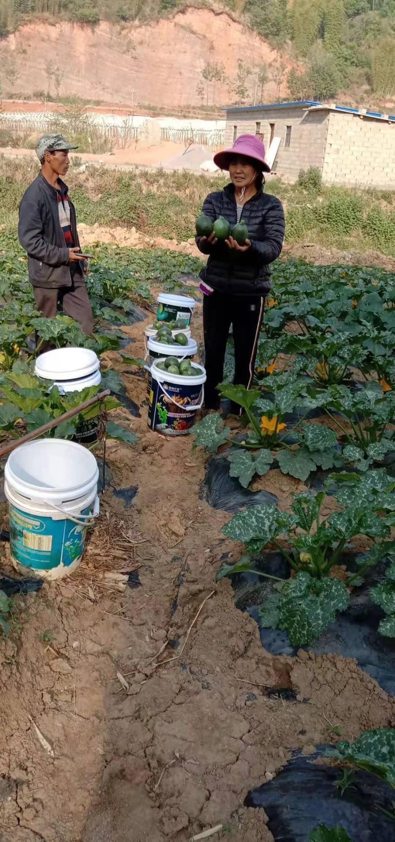 昆明大量露天小瓜出售