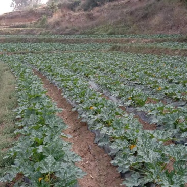 昆明大量露天小瓜出售