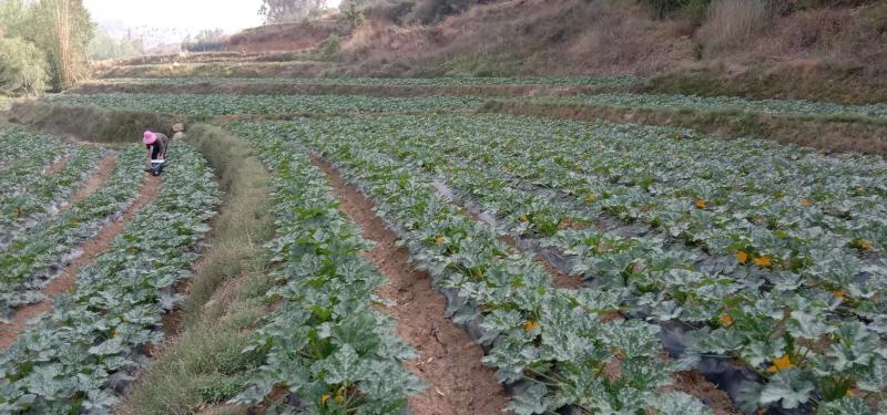 昆明大量露天小瓜出售
