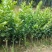 四季香水柠檬苗广东香水柠檬苗奶茶店果嫁接苗种植当年结果