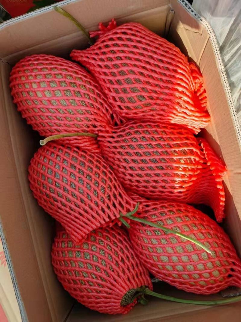 【精品】西州蜜25晓蜜山东产地供应一手货源视频看货