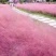 孔雀草营养带苗粉黛乱子草苗圃大量供应各位草花色块