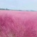 孔雀草营养带苗粉黛乱子草苗圃大量供应各位草花色块
