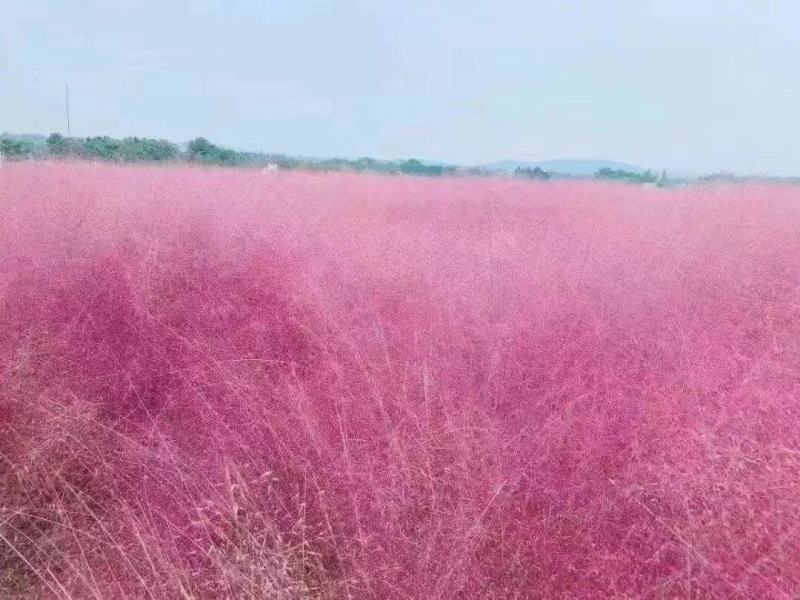 孔雀草营养带苗粉黛乱子草苗圃大量供应各位草花色块
