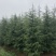 雪松大量清售1-6米批发更划算需要联系