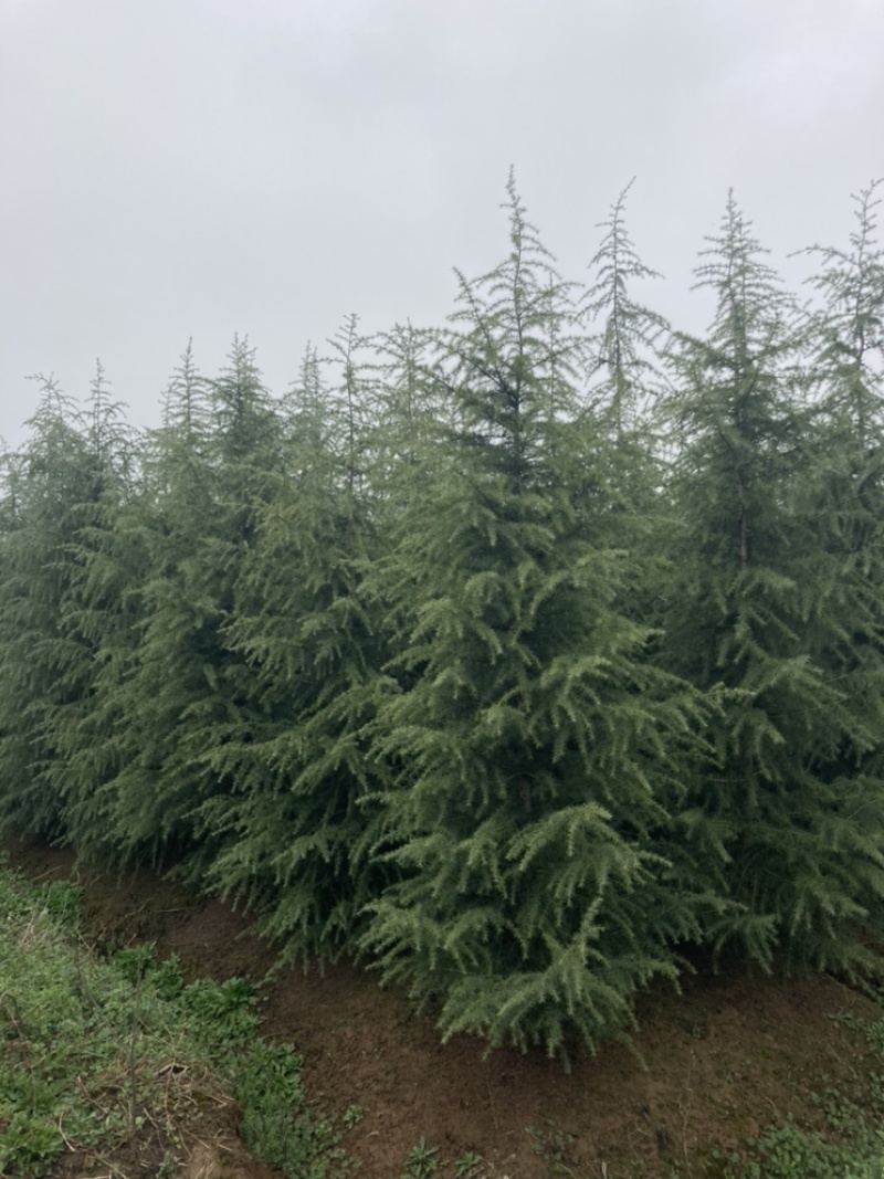雪松大量清售1-6米批发更划算需要联系