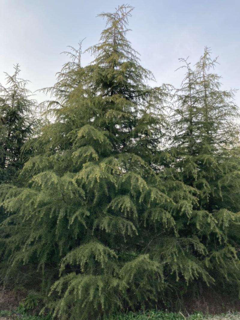 雪松大量清售1-6米批发更划算需要联系