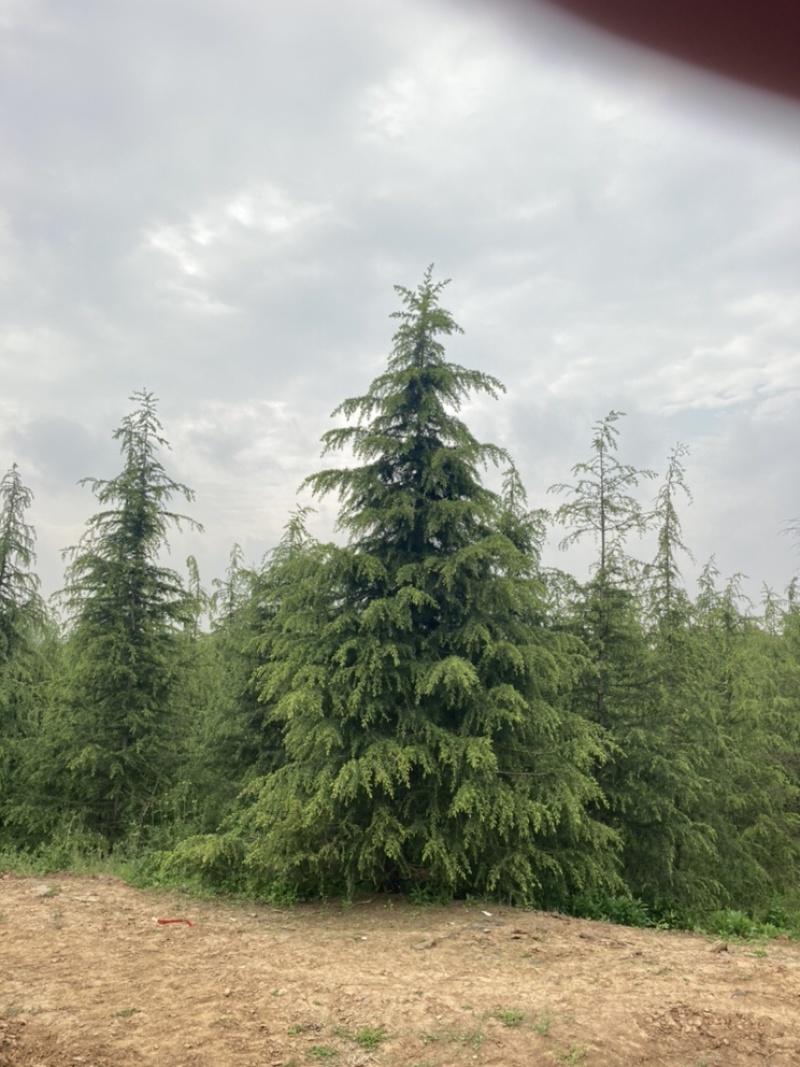 雪松大量清售1-6米批发更划算需要联系