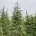 雪松大量清售1-6米批发更划算需要联系