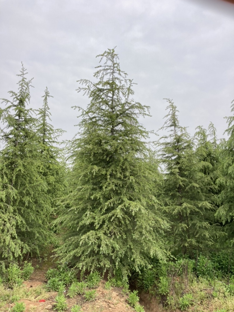雪松大量清售1-6米批发更划算需要联系