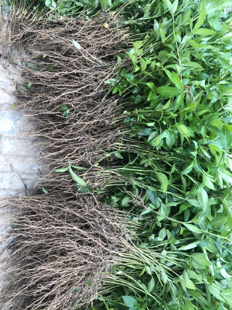 大量出售正宗藤椒小苗