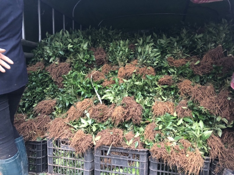 大量出售正宗藤椒小苗