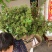 大量出售正宗藤椒小苗