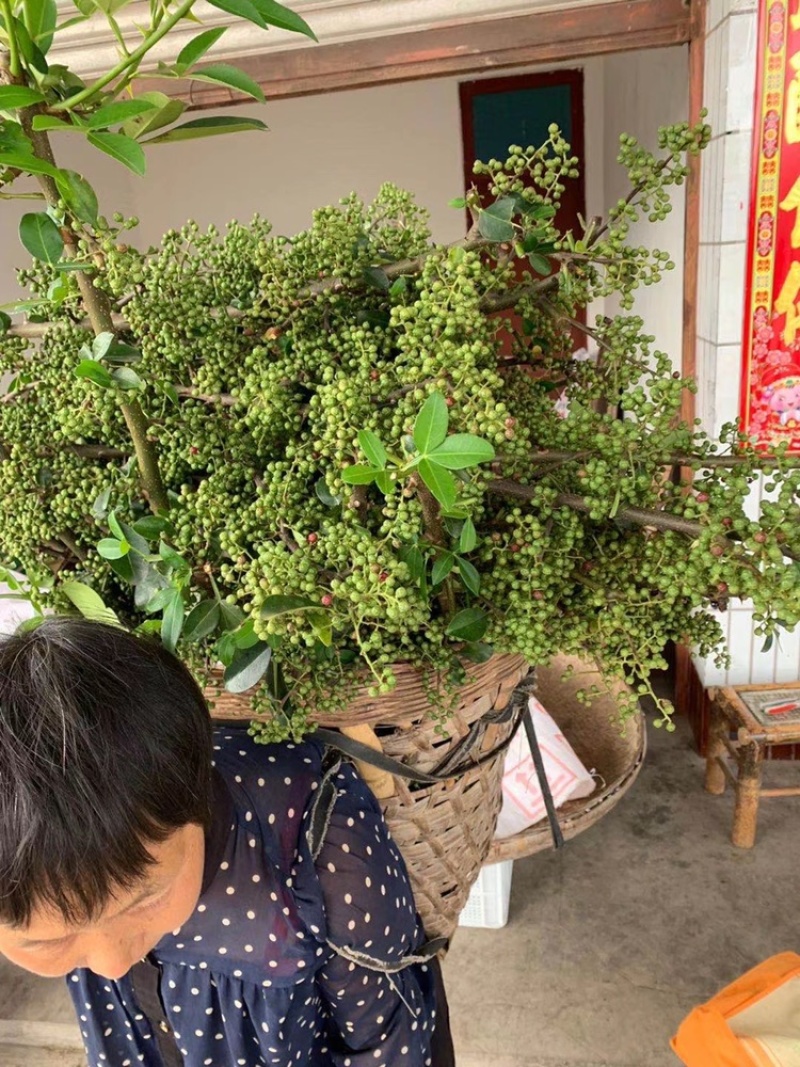 大量出售正宗藤椒小苗