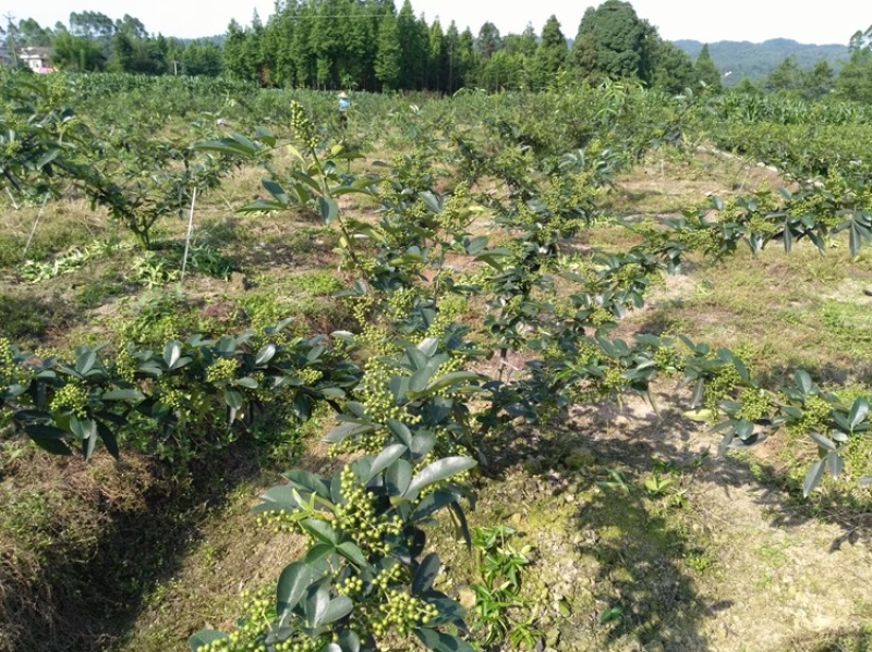 大量出售正宗藤椒小苗