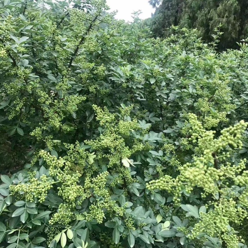 大量出售正宗藤椒小苗