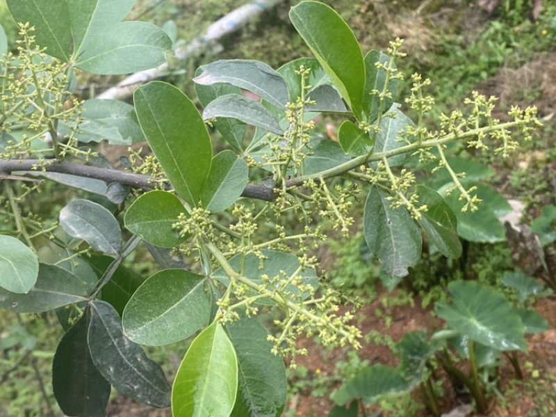 大量出售正宗藤椒小苗