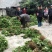 大量出售正宗藤椒小苗