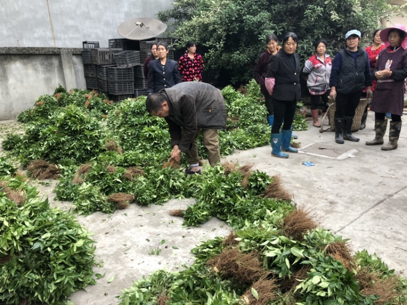 大量出售正宗藤椒小苗