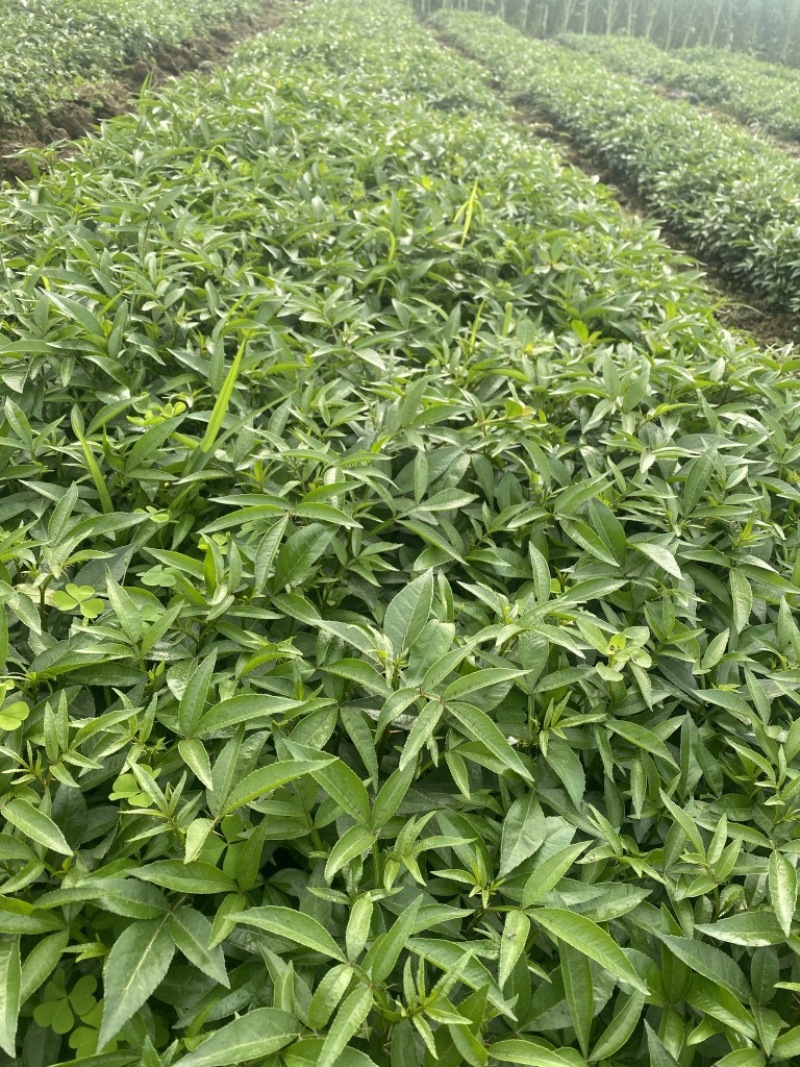 大量出售正宗藤椒小苗