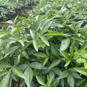 大量出售正宗藤椒小苗