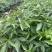 大量出售正宗藤椒小苗
